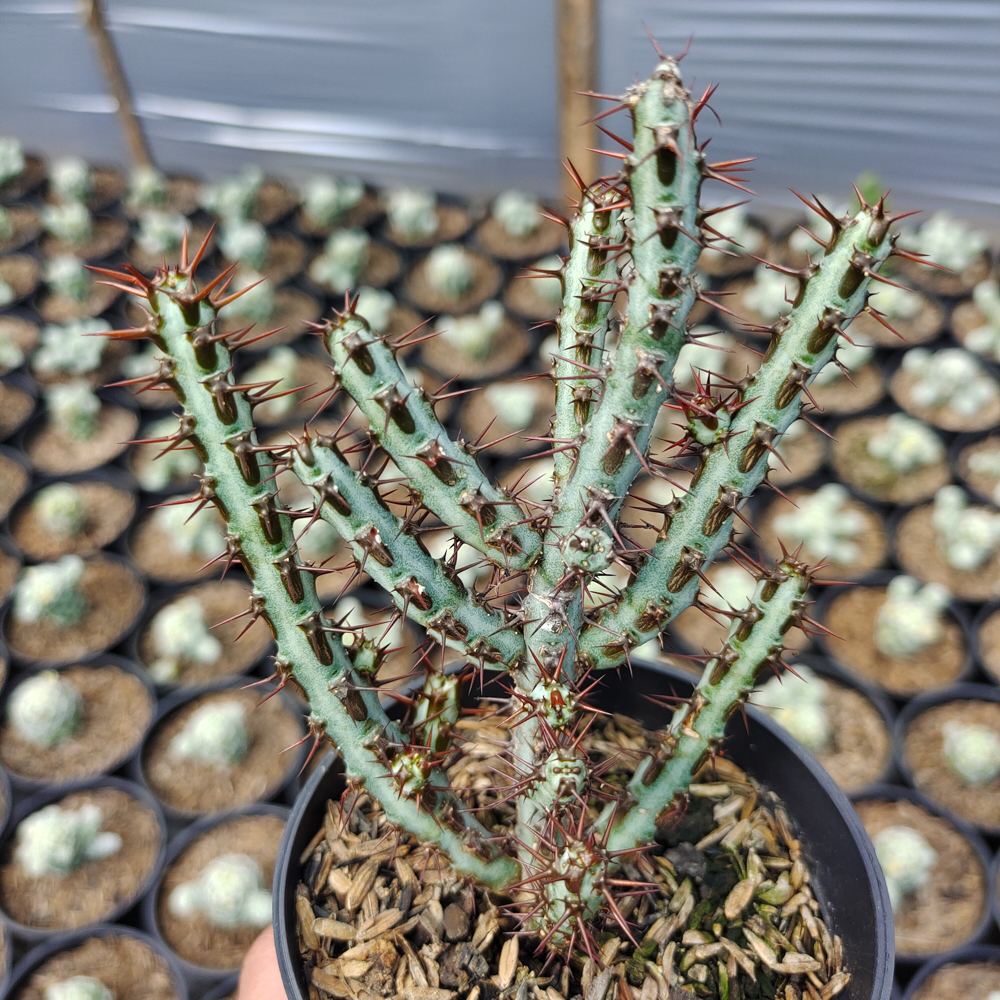 533. Euphorbia Aeruginosa - Image 5