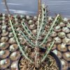 533. Euphorbia Aeruginosa