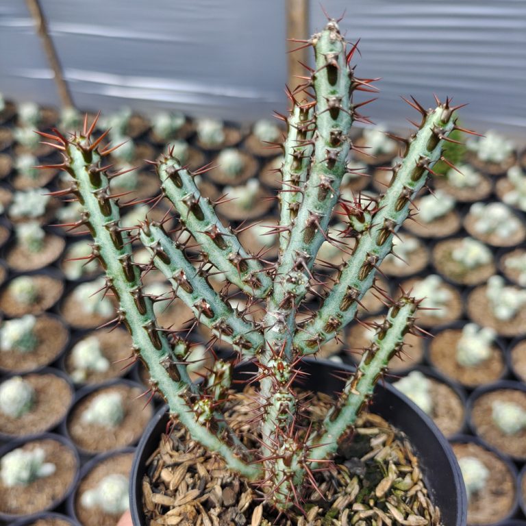 533. Euphorbia Aeruginosa
