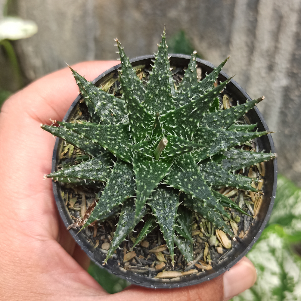 534. Aloe Minnie Belle - Image 2