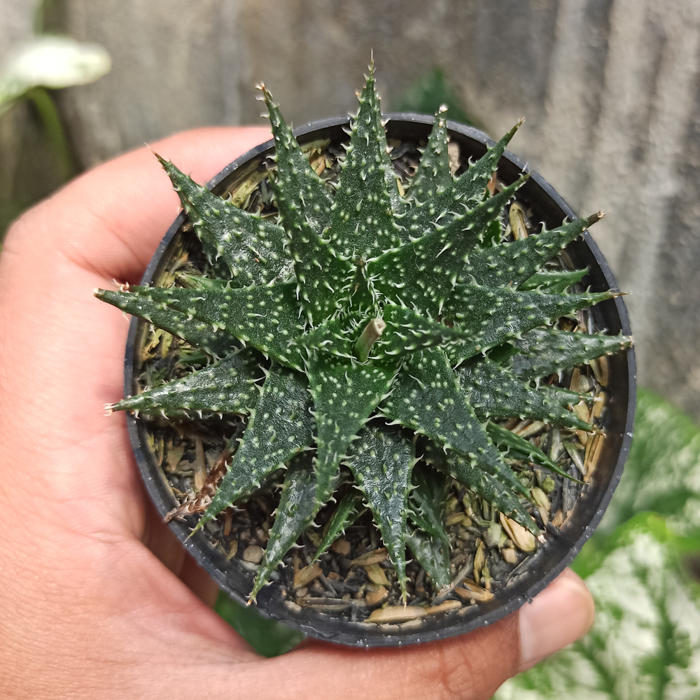 534. Aloe Minnie Belle - Image 3