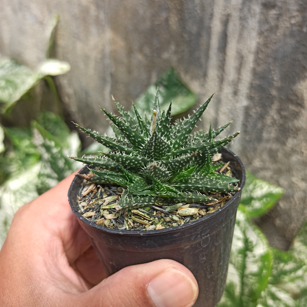 534. Aloe Minnie Belle - Image 4