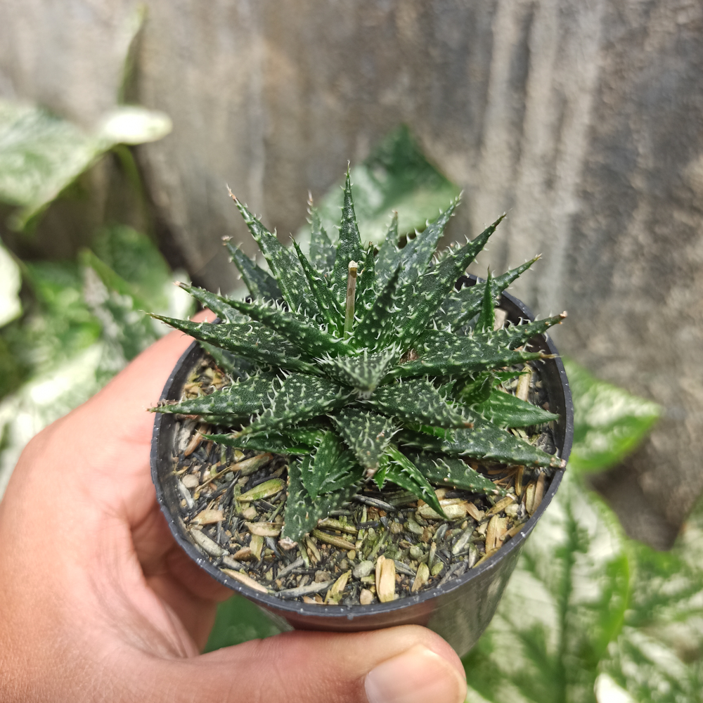 534. Aloe Minnie Belle - Image 6