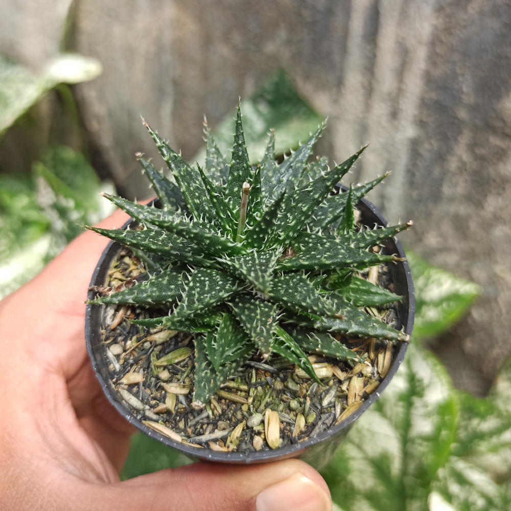 534. Aloe Minnie Belle - Image 7