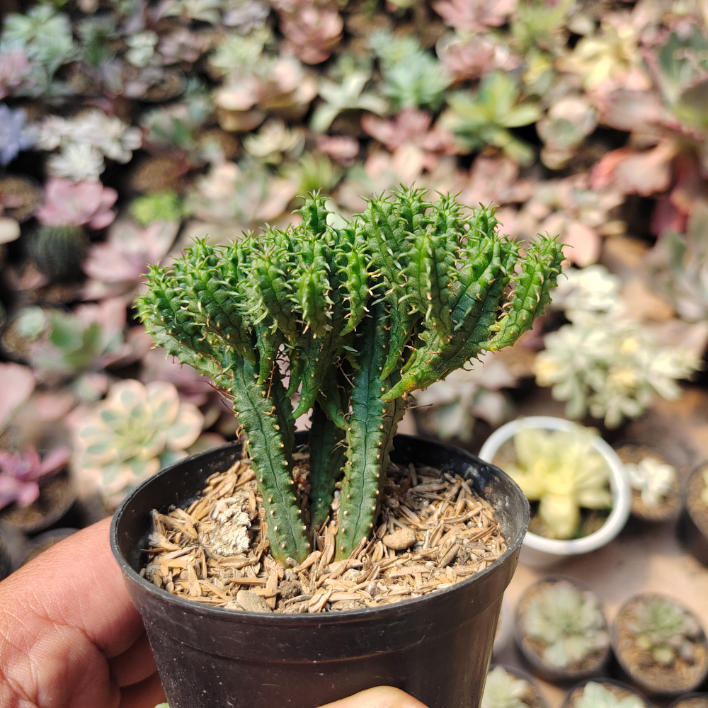 535. Euphorbia Mammilaris - Image 3