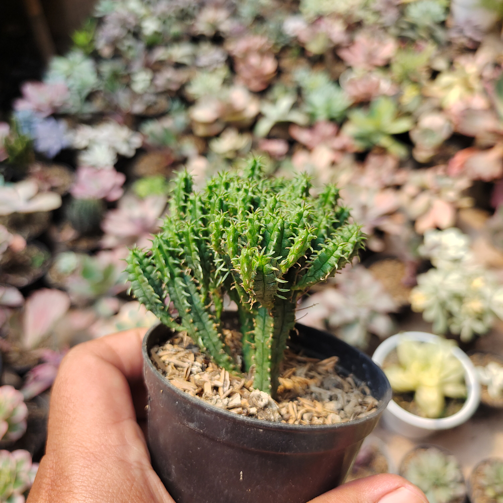 535. Euphorbia Mammilaris - Image 6