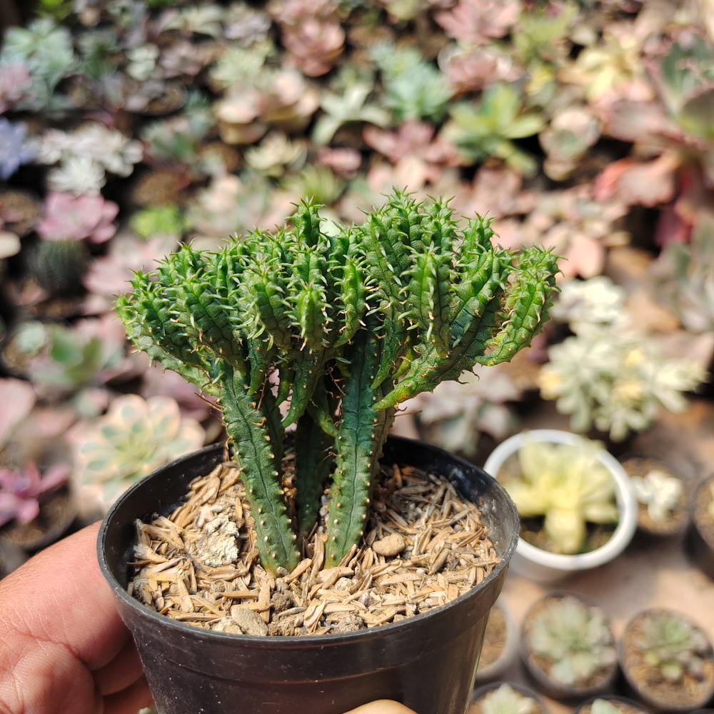 535. Euphorbia Mammilaris - Image 4