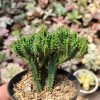 535. Euphorbia Mammilaris