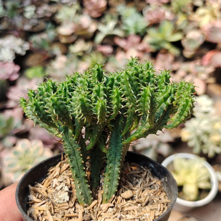 535. Euphorbia Mammilaris