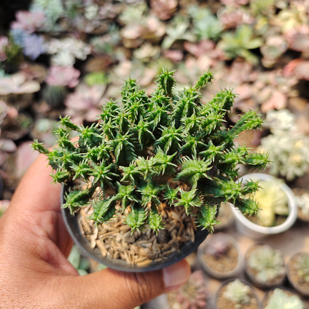 535. Euphorbia Mammilaris - Image 2