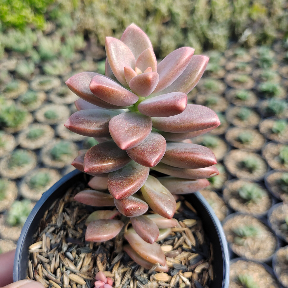 536. Graptopetalum Paraguayense - Image 2