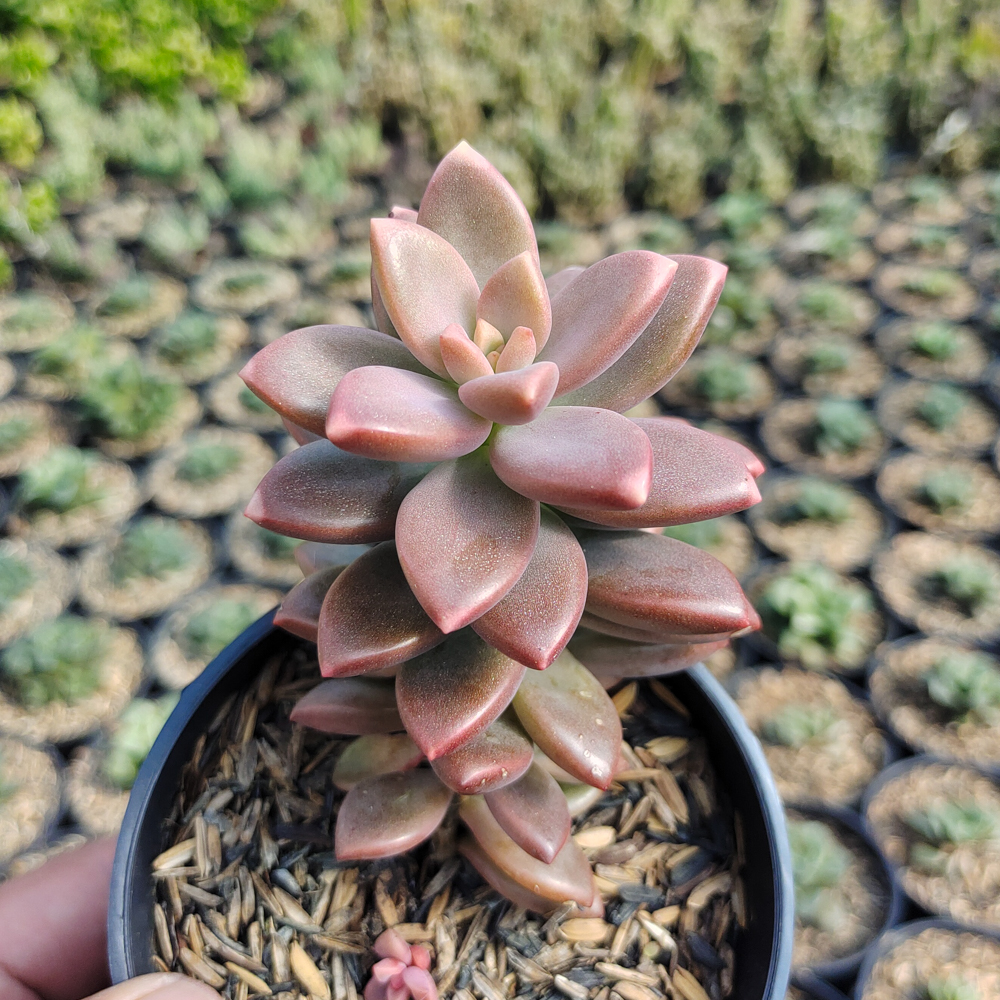 536. Graptopetalum Paraguayense - Image 3