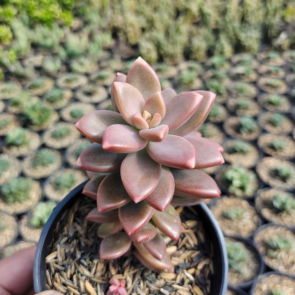 536. Graptopetalum Paraguayense - Image 4