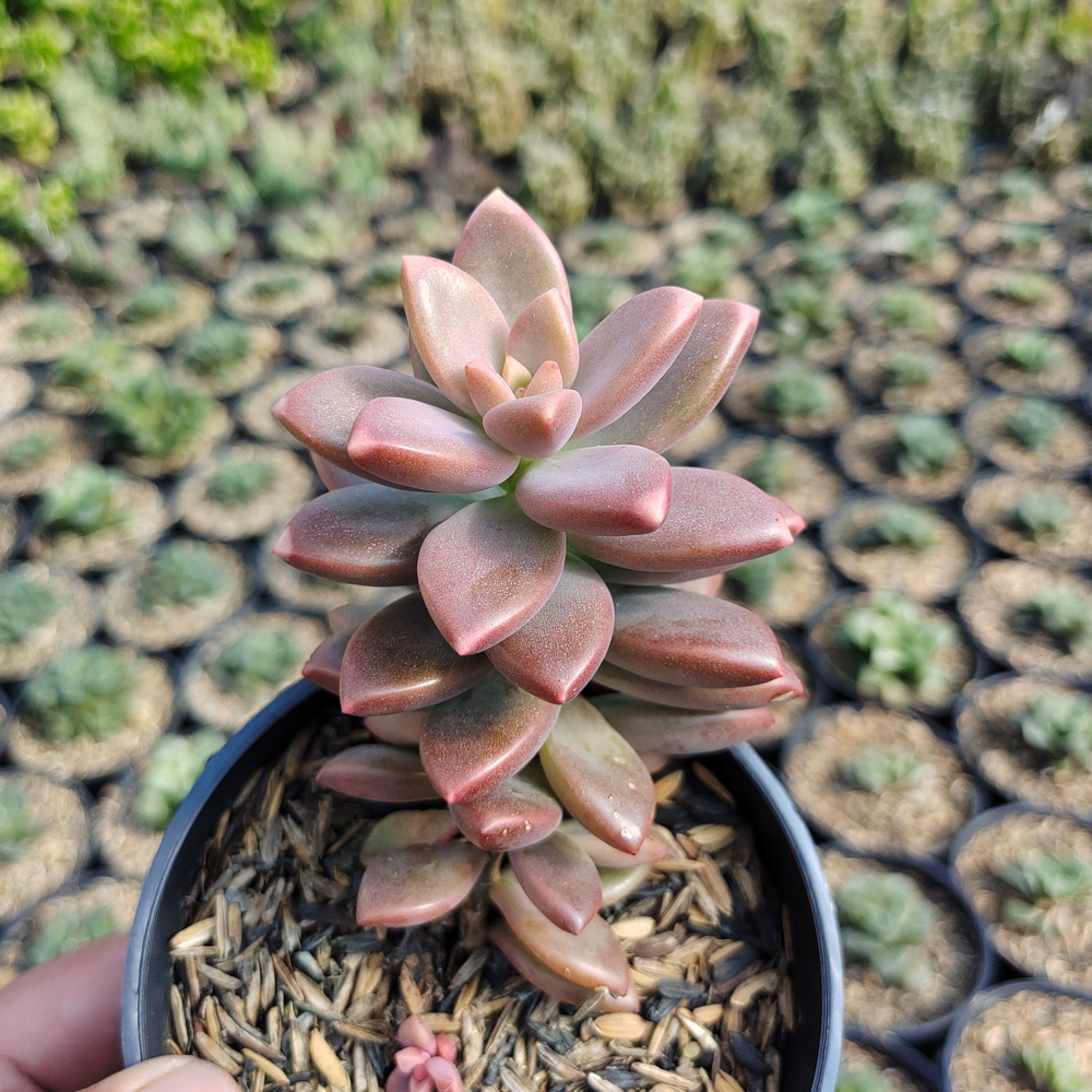 536. Graptopetalum Paraguayense - Image 5