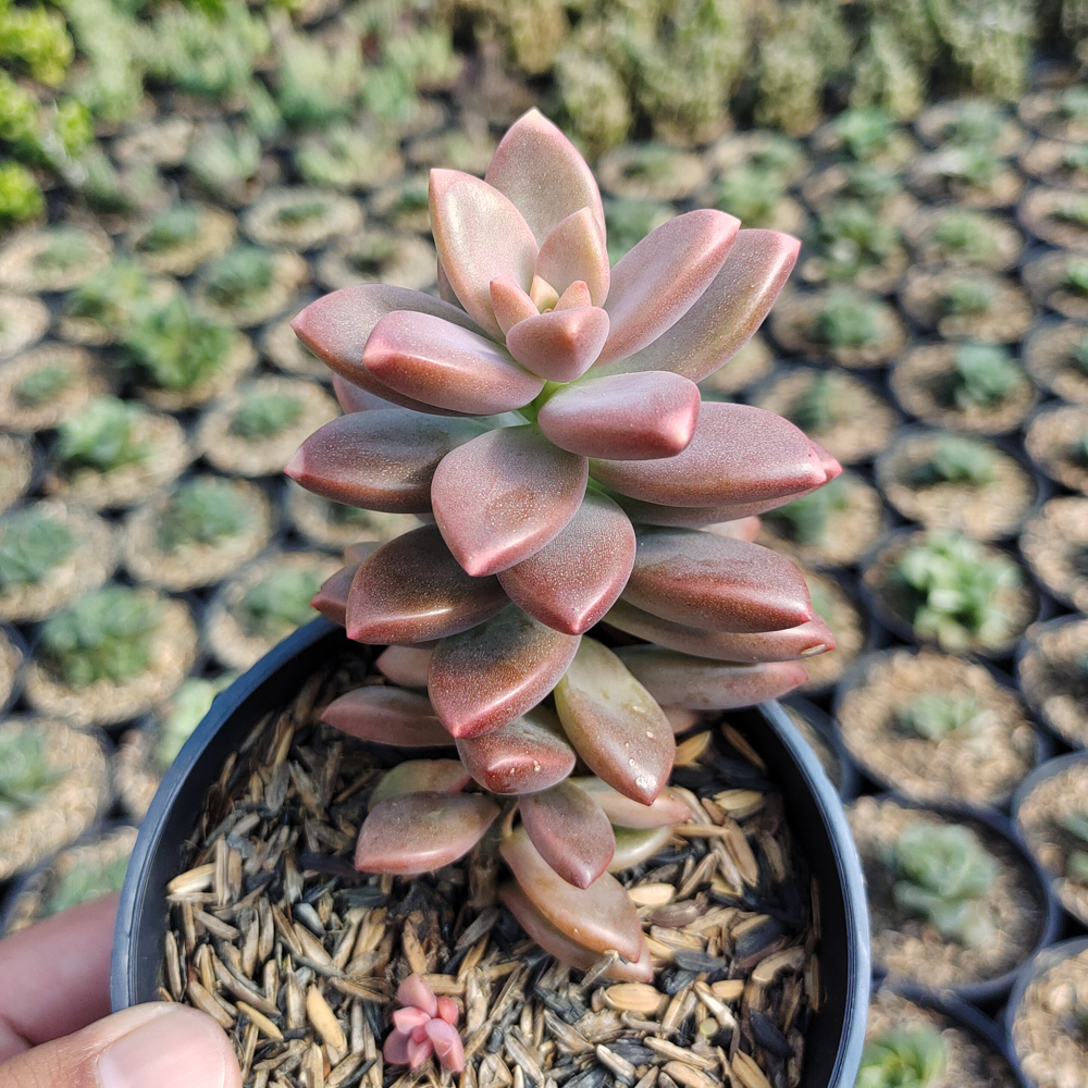 536. Graptopetalum Paraguayense - Image 6