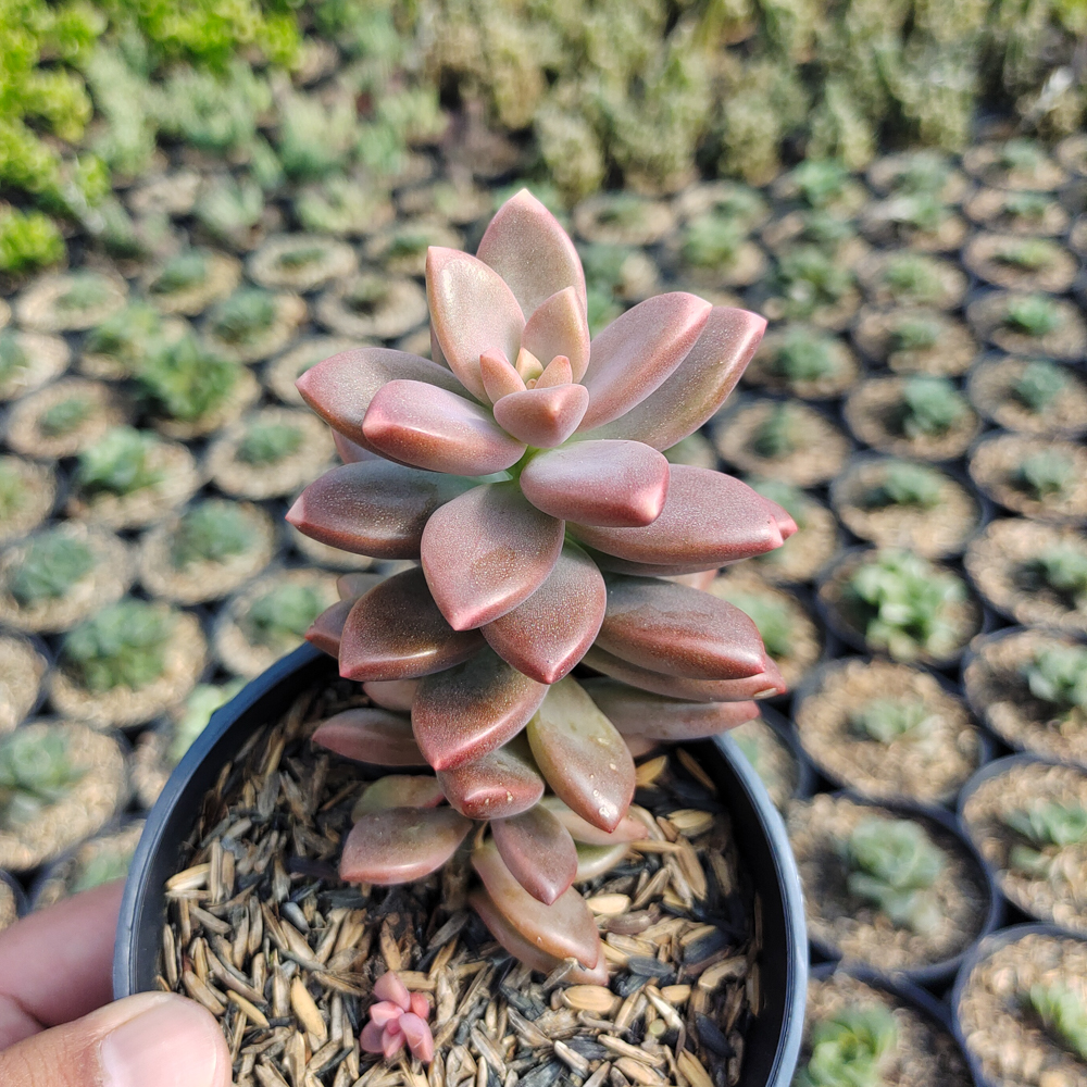 536. Graptopetalum Paraguayense - Image 7