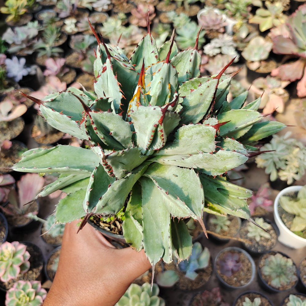 537. Agave Potatorum Cv. Cubic size 18 cm - Image 3