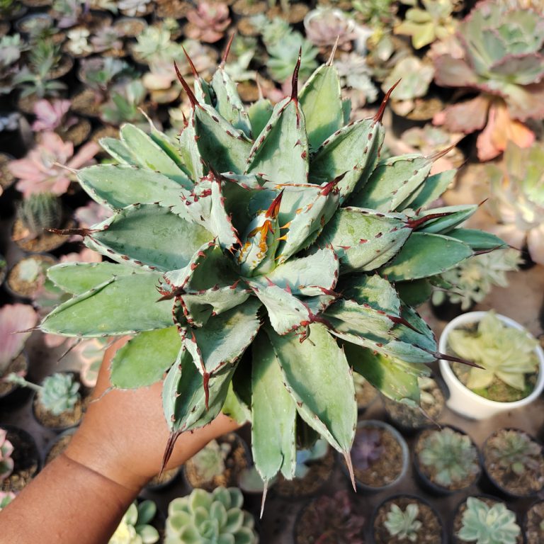 537. Agave Potatorum Cv. Cubic size 18 cm