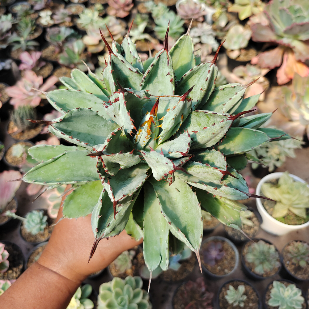 537. Agave Potatorum Cv. Cubic size 18 cm - Image 5