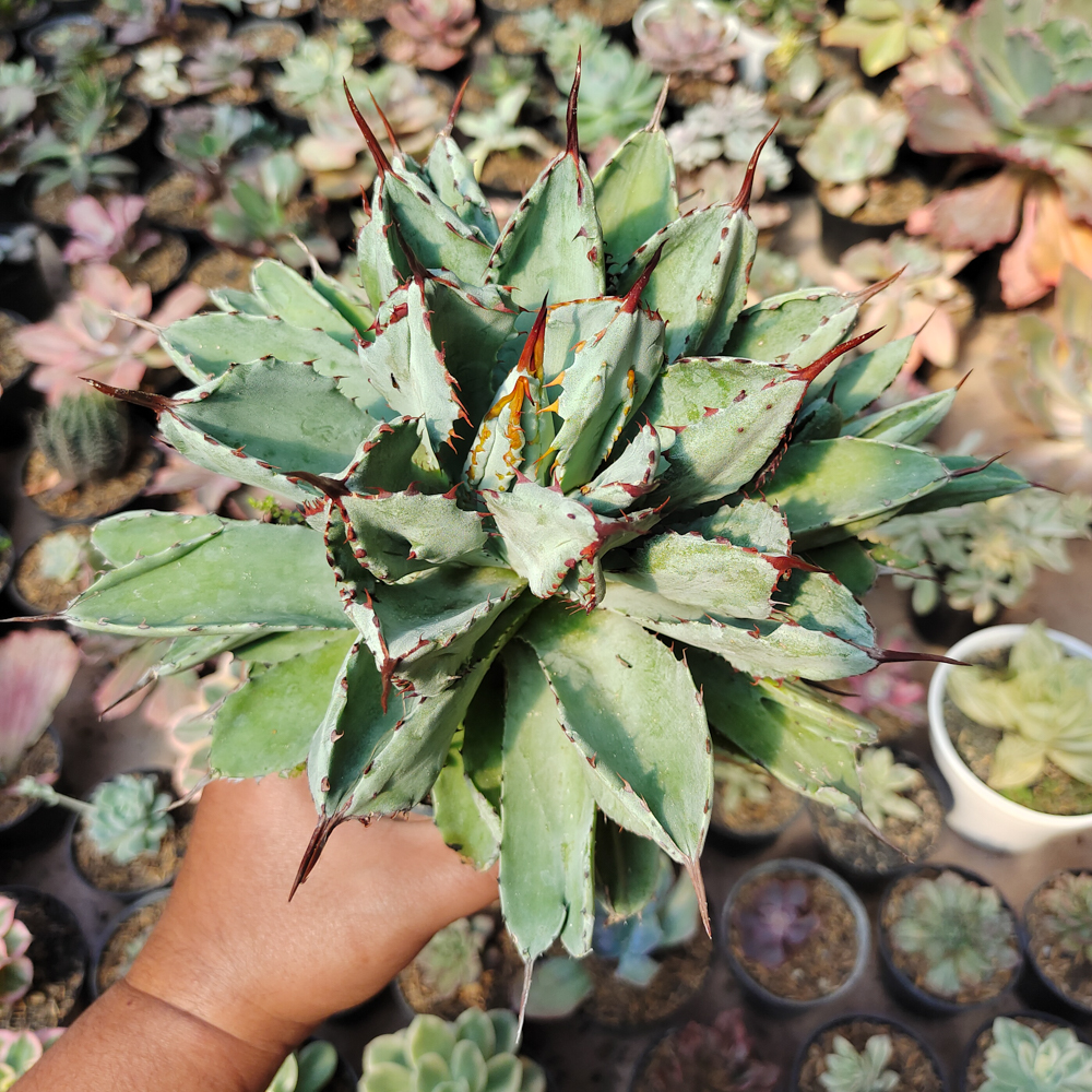 537. Agave Potatorum Cv. Cubic size 18 cm - Image 6