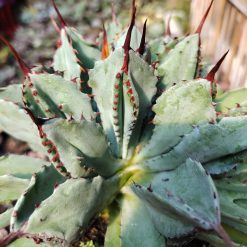 Alternative view of 537. Agave Potatorum Cv. Cubic size 18 cm