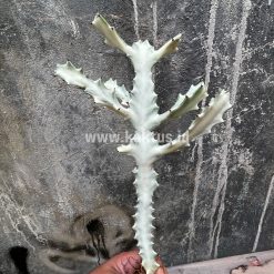 Alternative view of 539. Euphorbia 'Bone Lactea' / Euphorbia Lactea 'White Ghost' / Euphorbia Lactea 'White Dragon Bone'