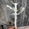 539. Euphorbia 'Bone Lactea' / Euphorbia Lactea 'White Ghost' / Euphorbia Lactea 'White Dragon Bone'
