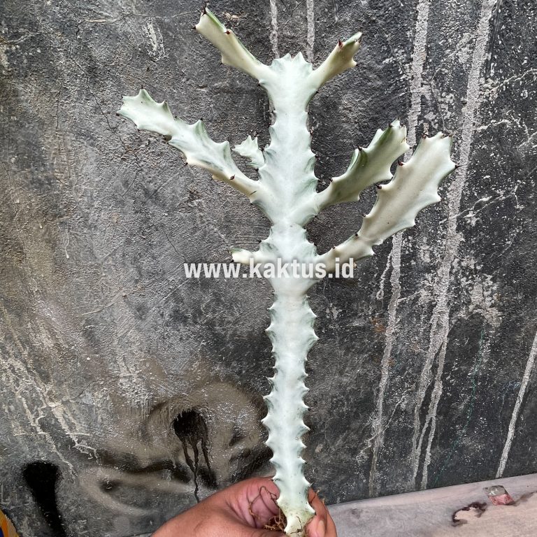 539. Euphorbia 'Bone Lactea' / Euphorbia Lactea 'White Ghost' / Euphorbia Lactea 'White Dragon Bone'