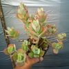 540. Kalanchoe Laxiflora