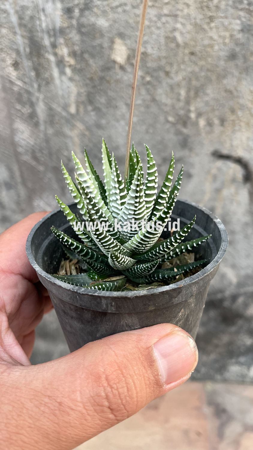 541. Haworthia Attenuata Zebra White Variegated - Image 30