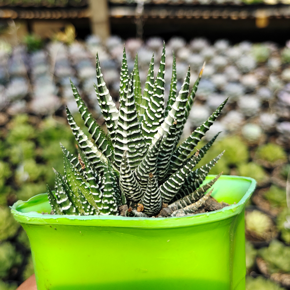 541. Haworthia Attenuata Zebra White Variegated - Image 2