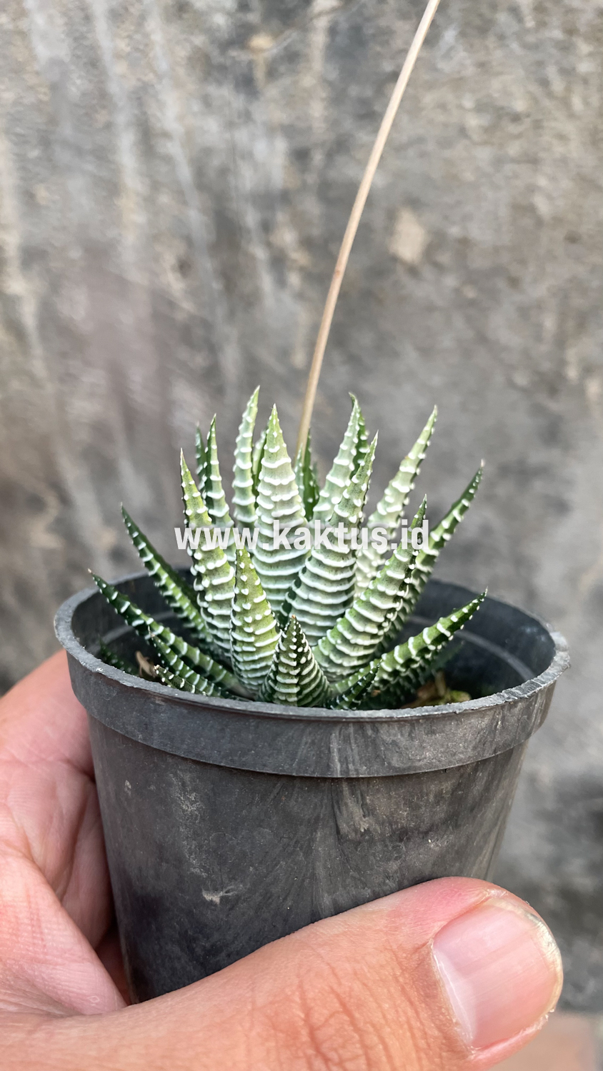 541. Haworthia Attenuata Zebra White Variegated - Image 21