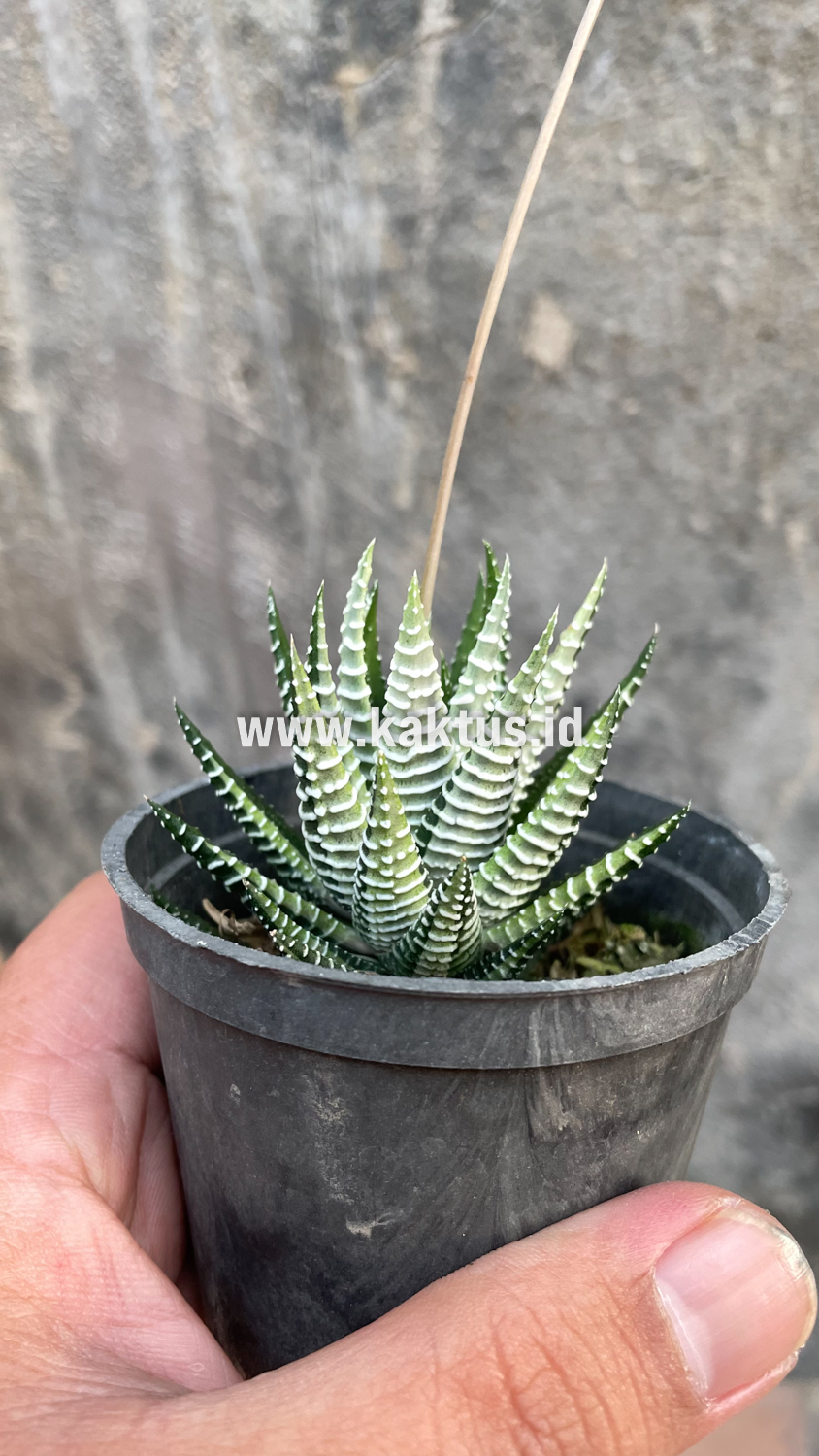 541. Haworthia Attenuata Zebra White Variegated - Image 20