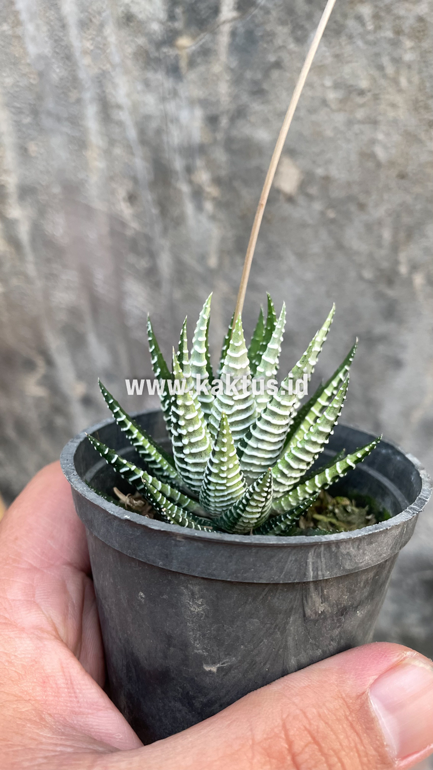 541. Haworthia Attenuata Zebra White Variegated - Image 19