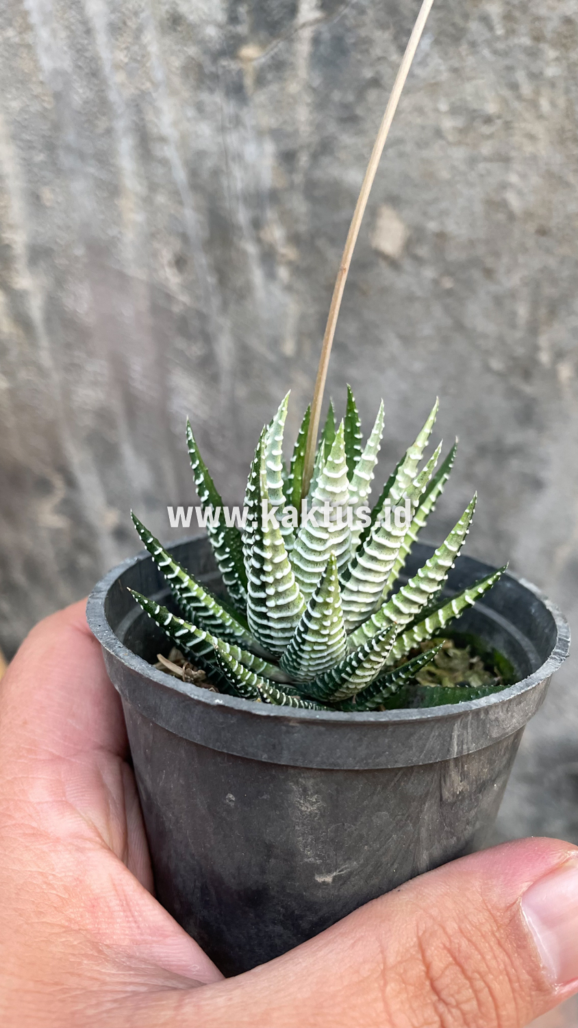 541. Haworthia Attenuata Zebra White Variegated - Image 18