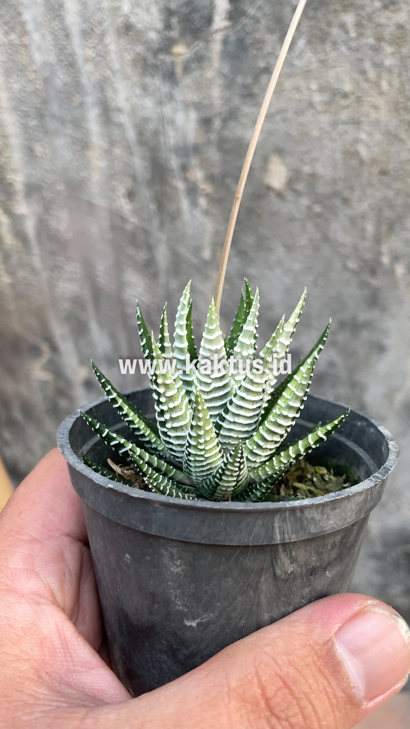 541. Haworthia Attenuata Zebra White Variegated - Image 17