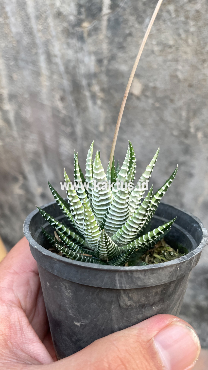 541. Haworthia Attenuata Zebra White Variegated - Image 16
