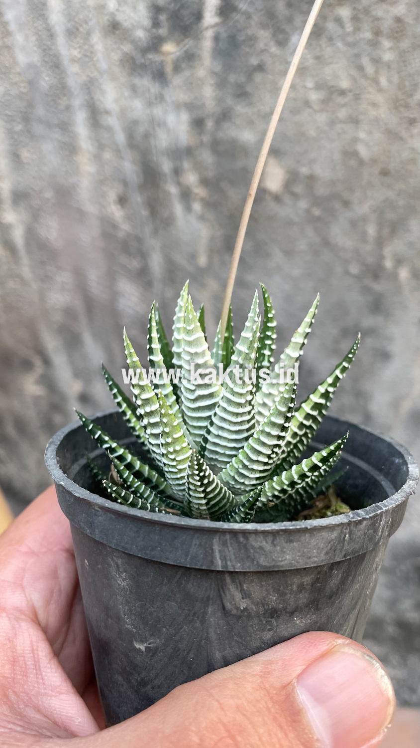 541. Haworthia Attenuata Zebra White Variegated - Image 15