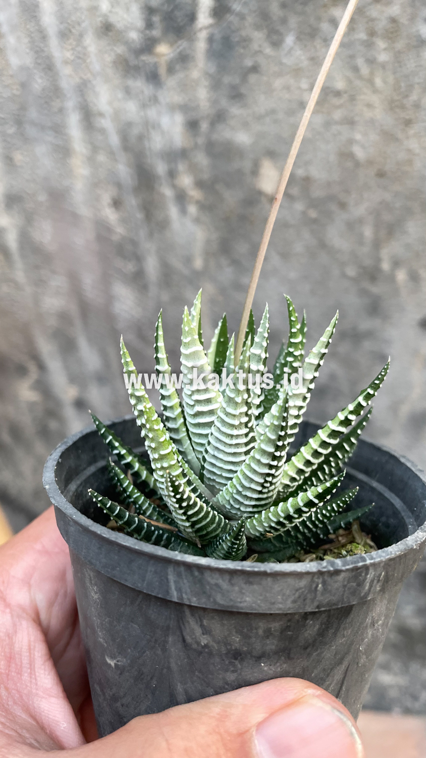 541. Haworthia Attenuata Zebra White Variegated - Image 14