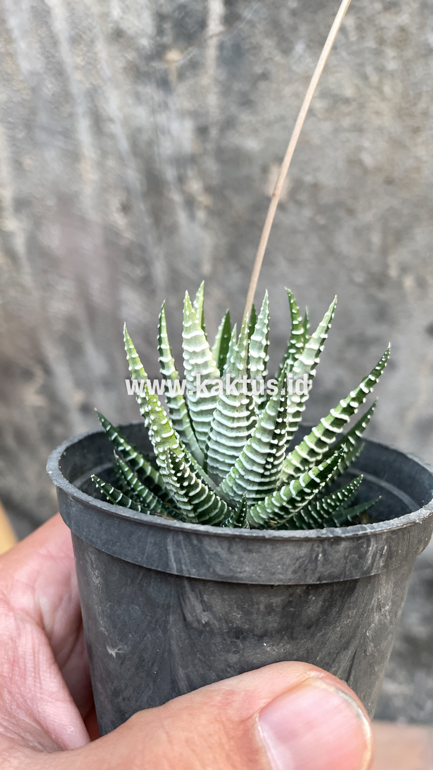 541. Haworthia Attenuata Zebra White Variegated - Image 13