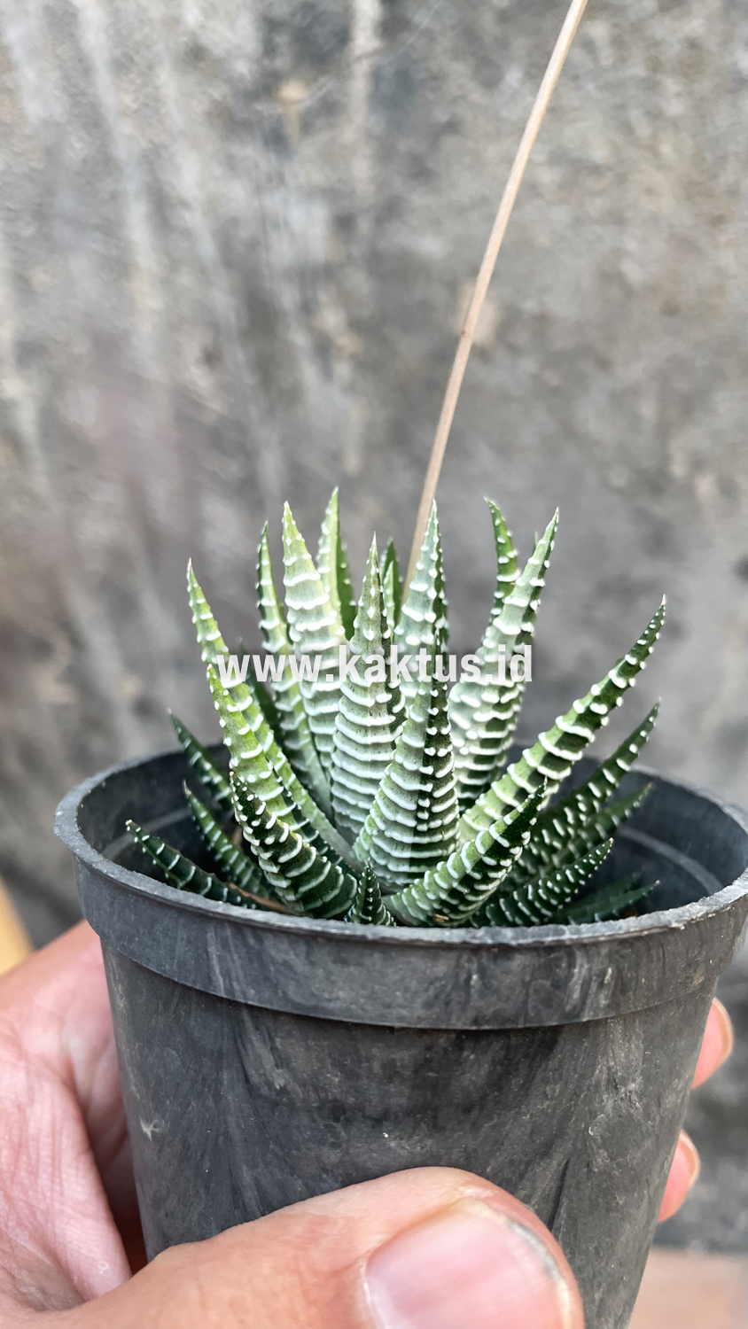 541. Haworthia Attenuata Zebra White Variegated - Image 12