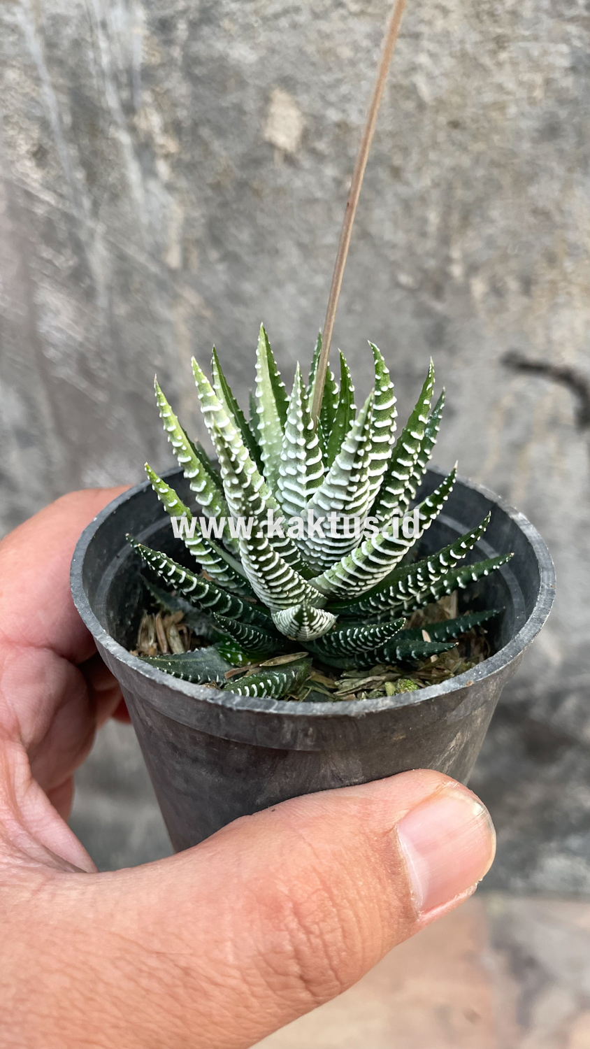541. Haworthia Attenuata Zebra White Variegated - Image 29