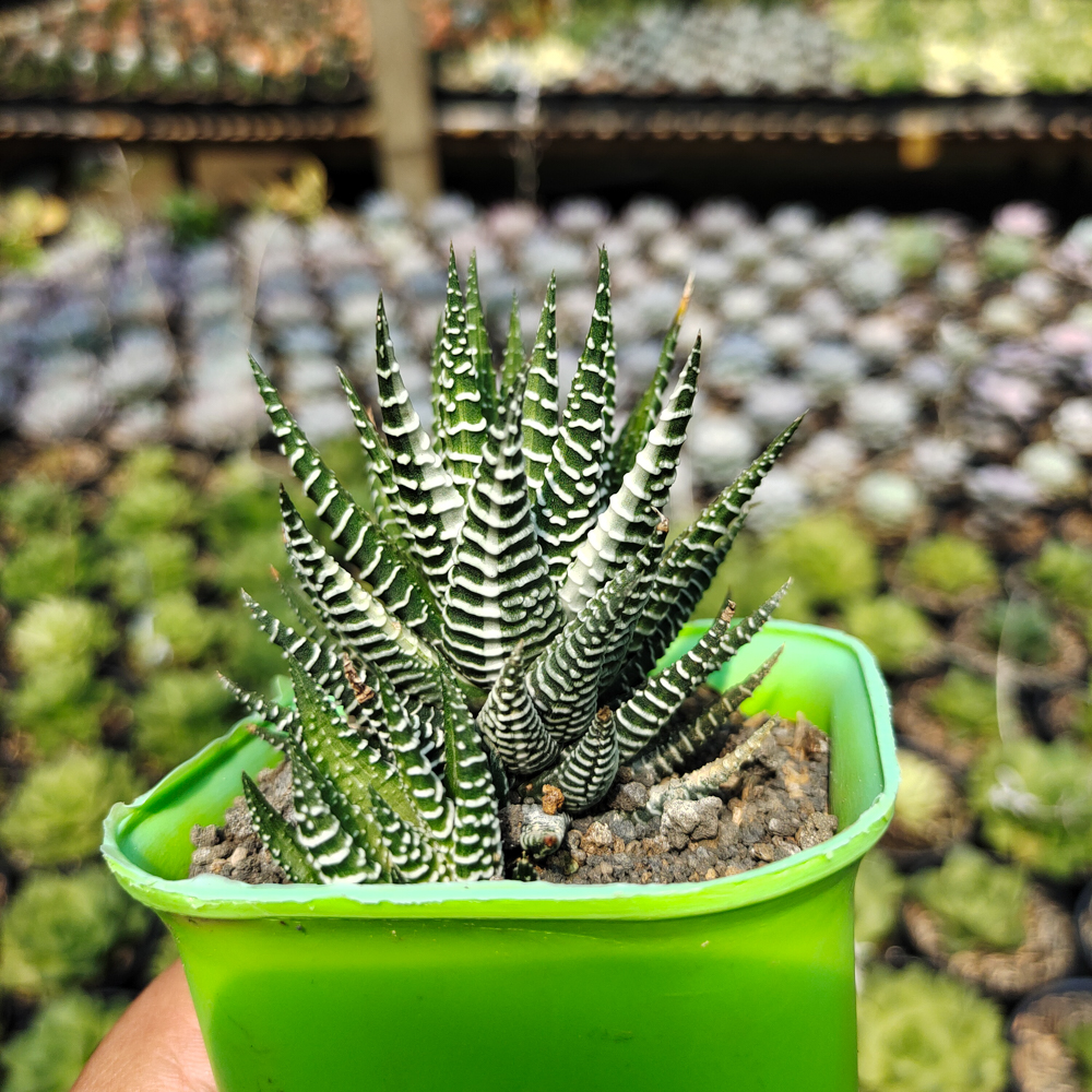 541. Haworthia Attenuata Zebra White Variegated - Image 3