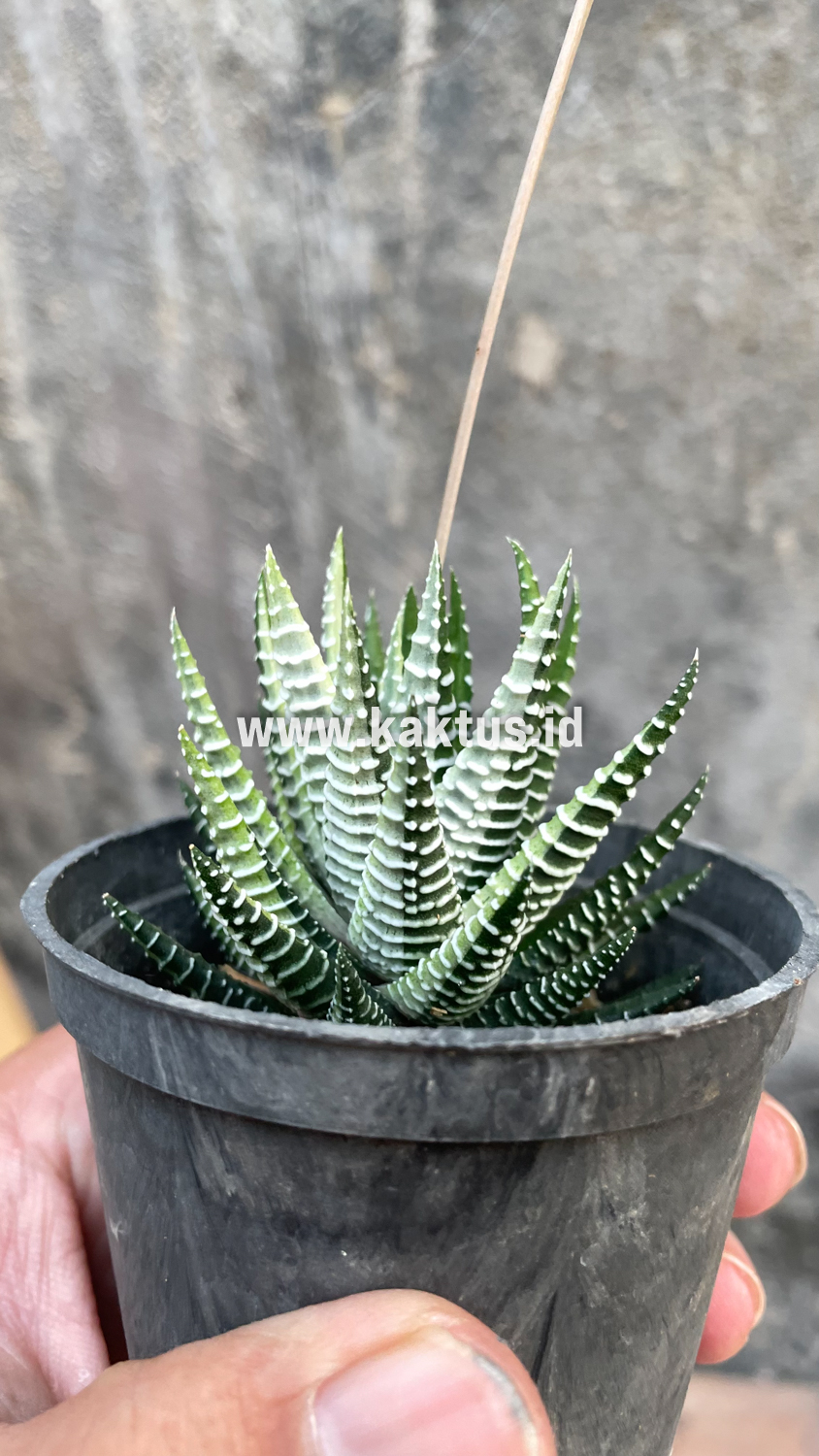 541. Haworthia Attenuata Zebra White Variegated - Image 11