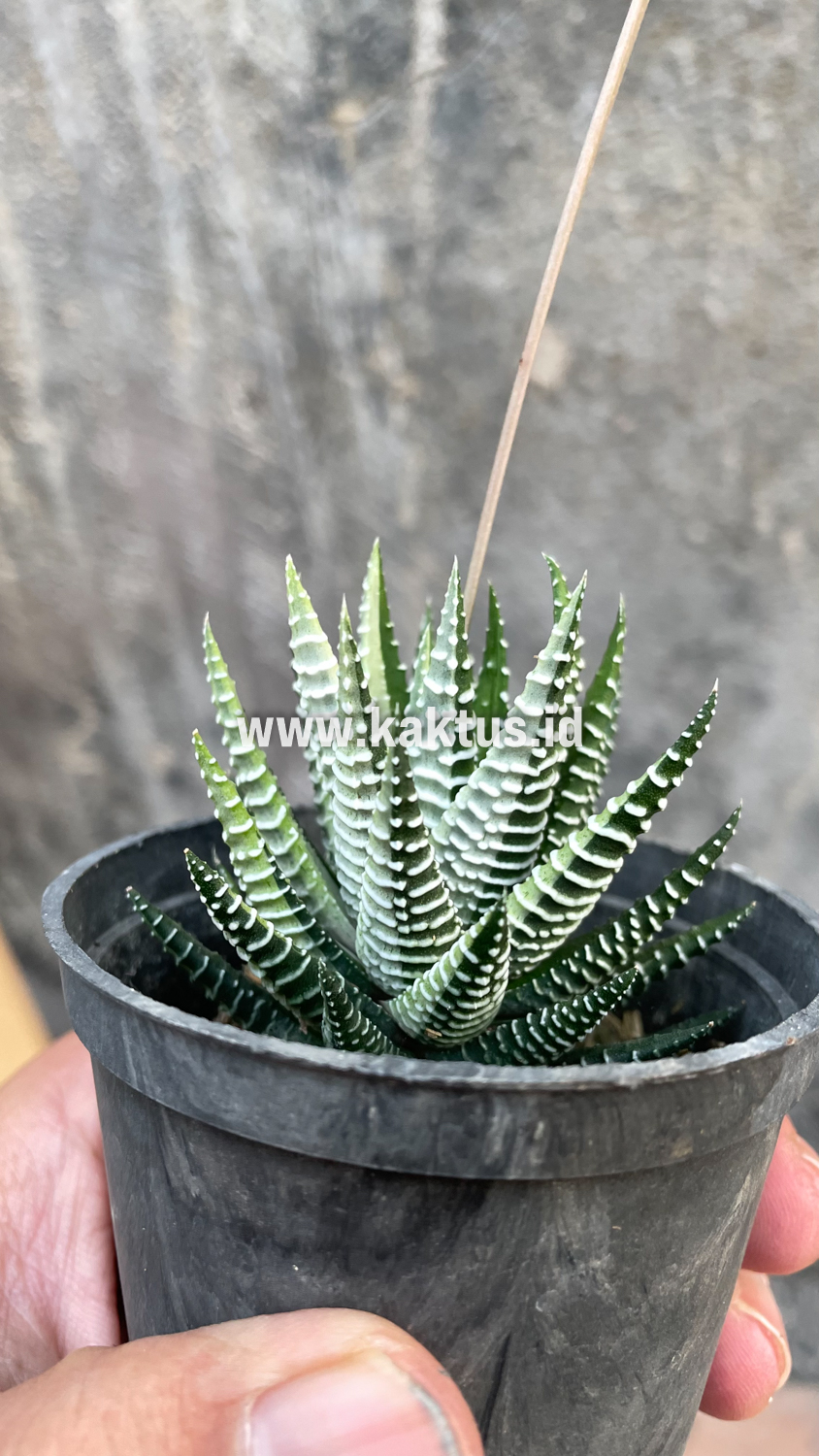 541. Haworthia Attenuata Zebra White Variegated - Image 10