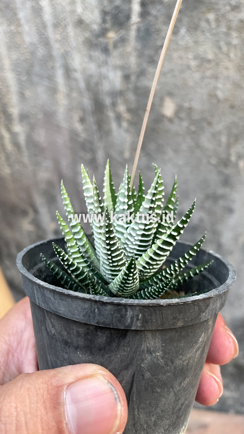 541. Haworthia Attenuata Zebra White Variegated - Image 9