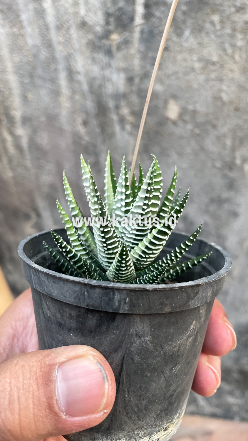 541. Haworthia Attenuata Zebra White Variegated - Image 8