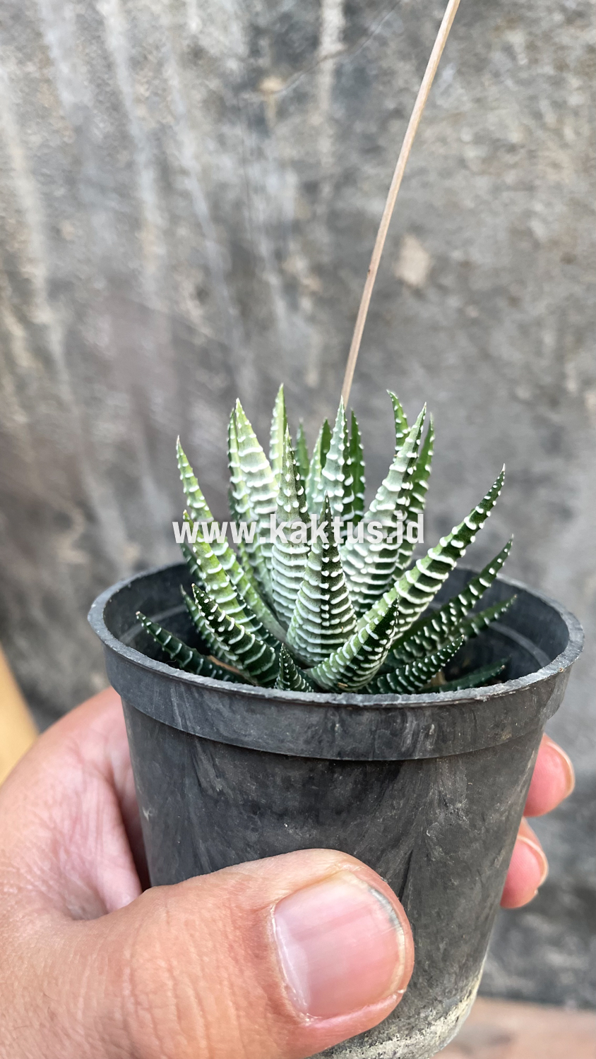 541. Haworthia Attenuata Zebra White Variegated - Image 7