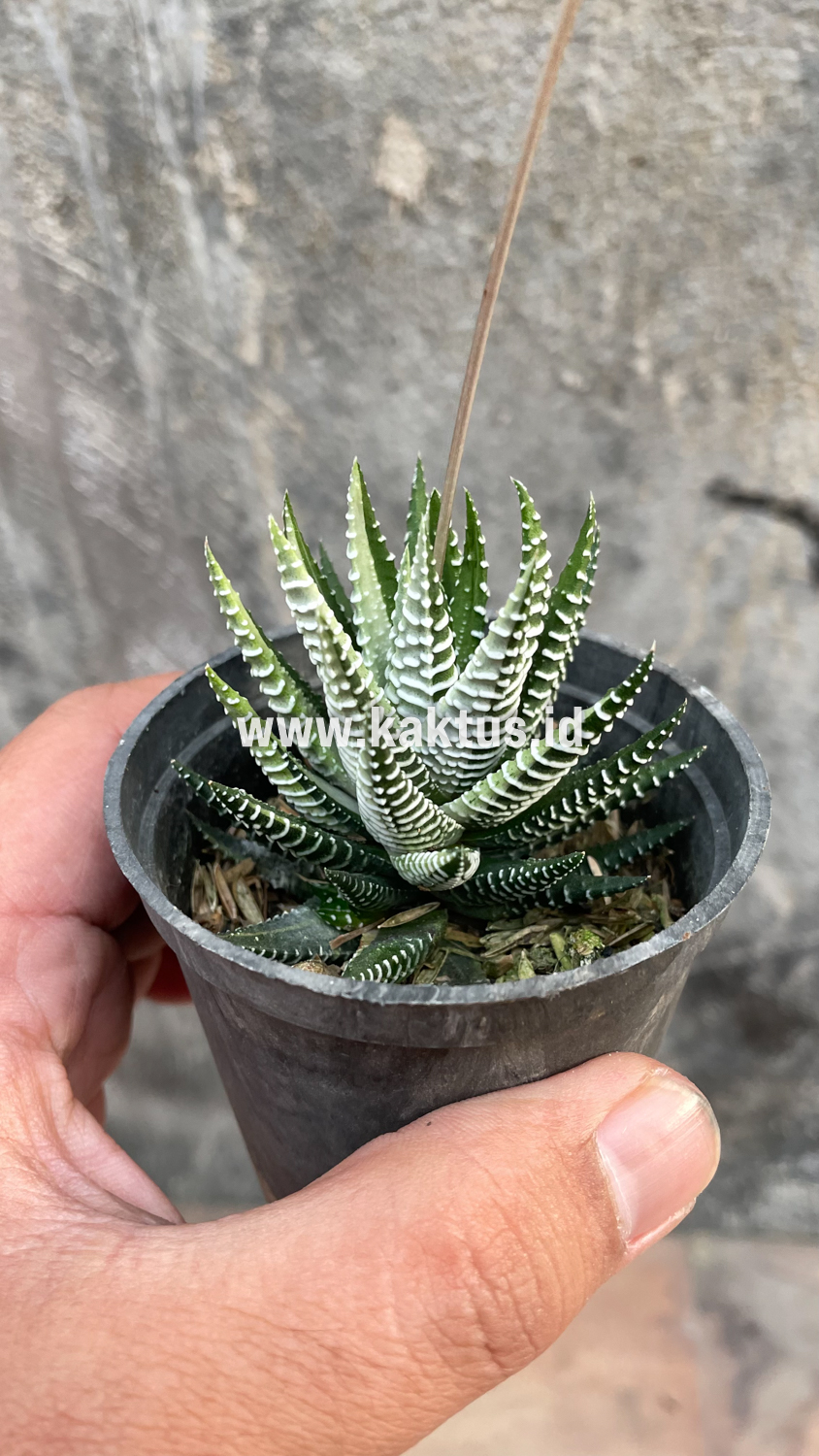 541. Haworthia Attenuata Zebra White Variegated - Image 28