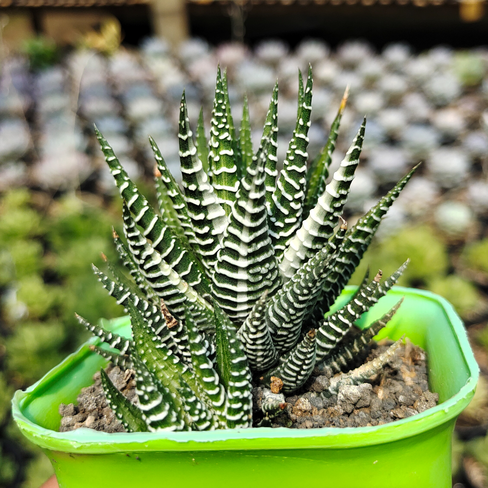 541. Haworthia Attenuata Zebra White Variegated - Image 4